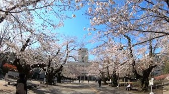 Tokyo Tech sakura on Ookayama Campus